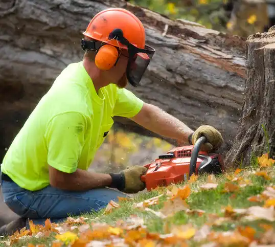 tree services Port Dickinson